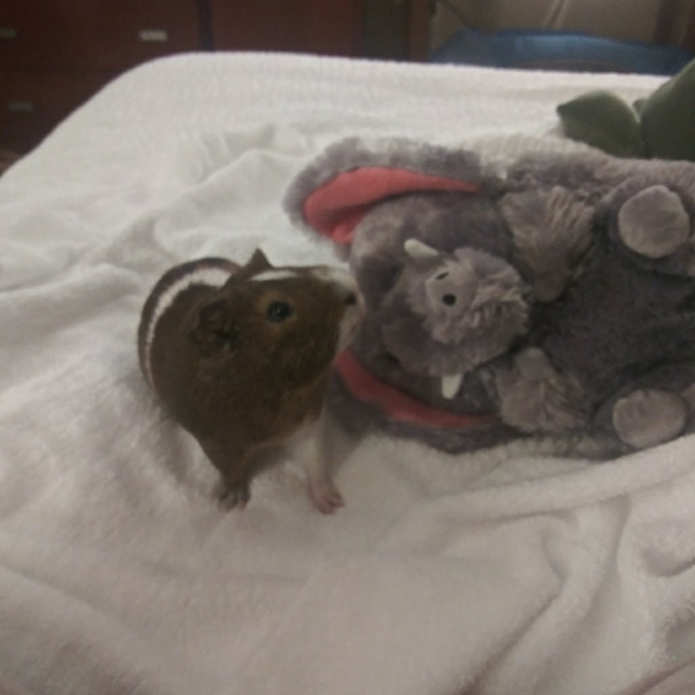 Meet your Posher, Renee